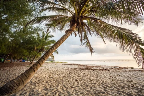 Spiaggia paradisiaca con sabbia bianca e palme — Foto Stock