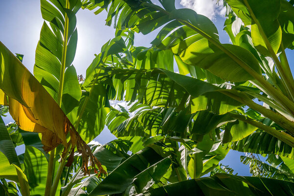 Banana plantation is East Africa