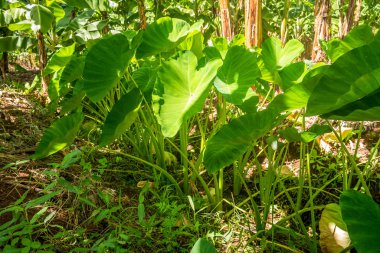 Sıcak ortamda büyüyen yam bitki