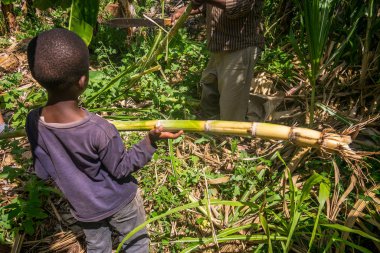 Genç çocuk şeker kamışı hasat içinde babasına yardım