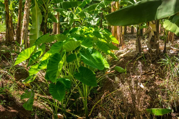 Yam plant growing in hot climate — Stock Photo, Image