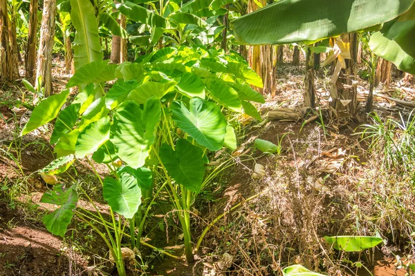 Yam plant groeien in warm klimaat — Stockfoto