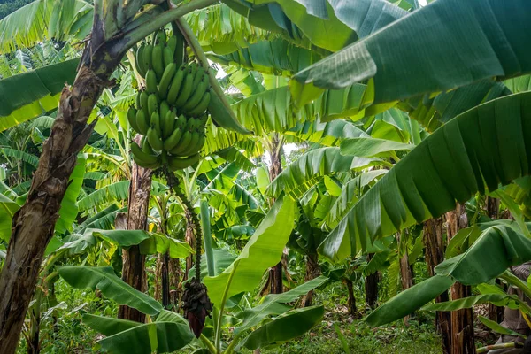 Zbliżenie z grona banana na plantacji — Zdjęcie stockowe