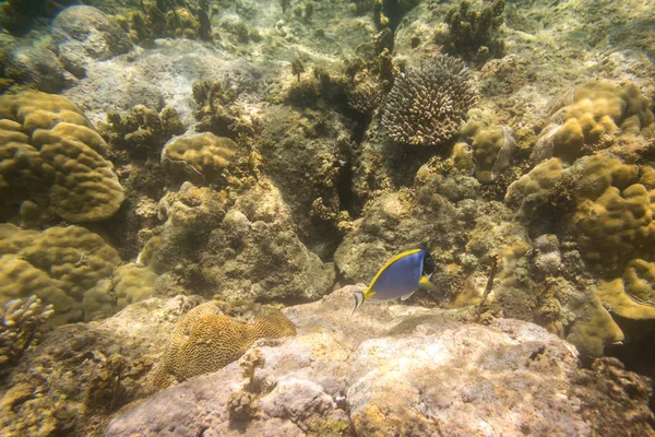 Peces azules en arrecife de coral en el Océano Índico — Foto de Stock