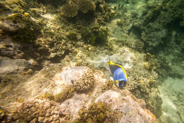 Peces azules en arrecife de coral en el Océano Índico — Foto de Stock