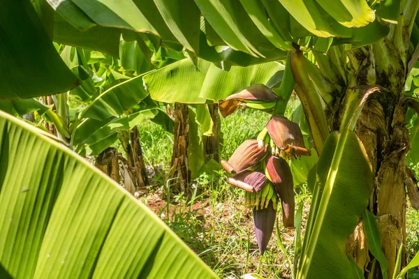 Close-up van banaan bos op de plantage — Stockfoto