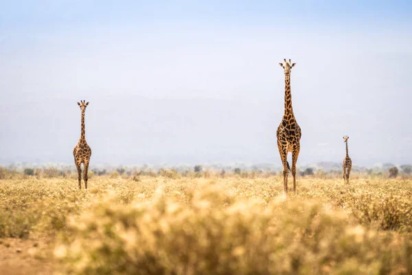 Üç zürafalar ova üzerinde yürüme — Stok fotoğraf