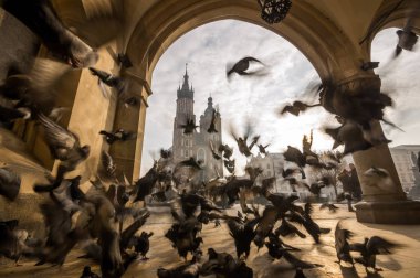 Güzel Pazar Meydanı kuşlar, Krakow, Polonya