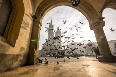 Güzel Pazar Meydanı kuşlar, Krakow, Polonya