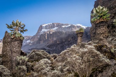 Dev senecio Kilimanjaro Dağı eteklerinde, Tanzanya dekorasyon