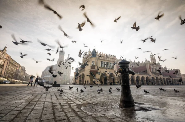 Schöner Marktplatz mit Vögeln, Krakau, Polen — Stockfoto