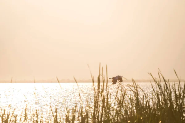 Latający ptak nad trzcin jeziora Jipe, Kenia — Zdjęcie stockowe