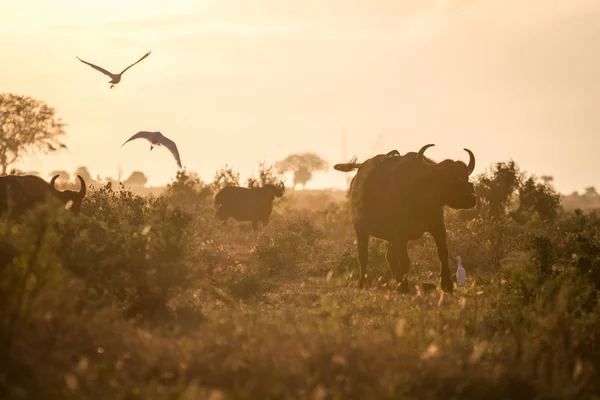 Buffles le matin, Kenya, Afrique — Photo