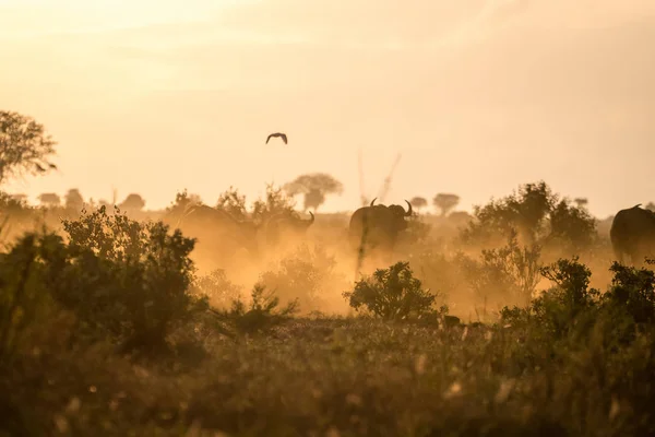 在早上，肯尼亚，非洲水牛 — 图库照片