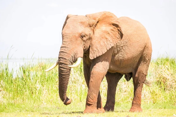 Kenya, Afrika 'da fil — Stok fotoğraf