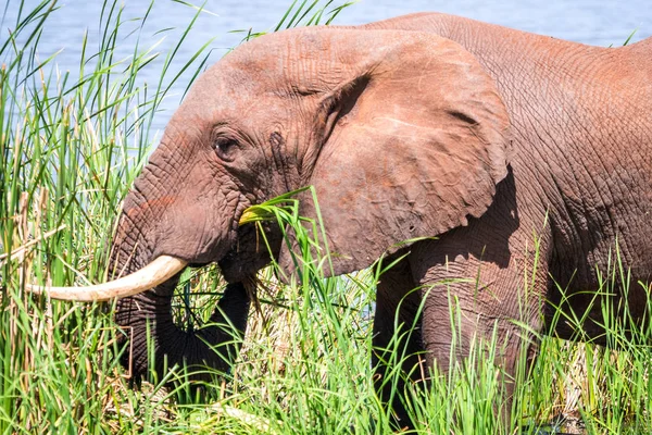 Kenya, Afrika 'da fil — Stok fotoğraf