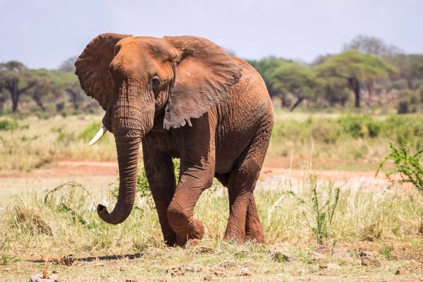 Kenya, Afrika 'da fil — Stok fotoğraf