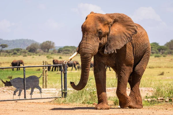 Kenya, Afrika 'da fil — Stok fotoğraf