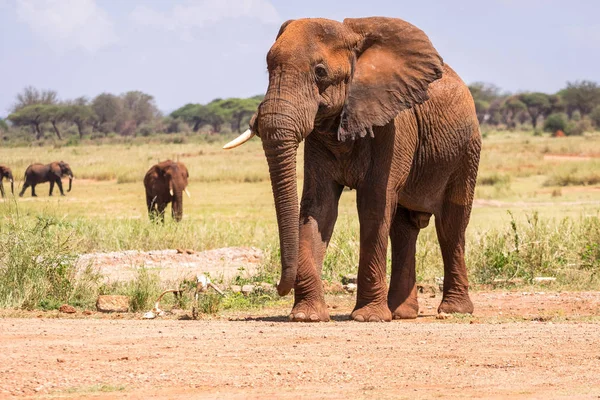 Kenya, Afrika 'da fil — Stok fotoğraf