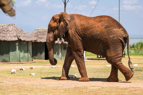 Kenya, Afrika 'da fil — Stok fotoğraf