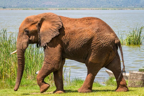 Kenya, Afrika 'da fil — Stok fotoğraf