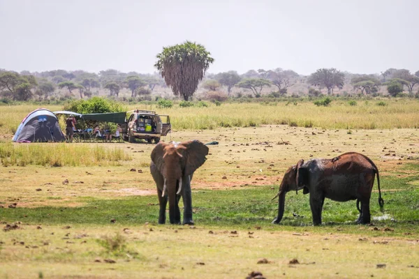 Слоны рядом с кемпингом семьи, Кения, Африка — стоковое фото