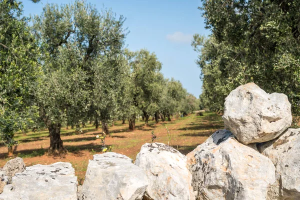 Μεγάλο, παλιό ελαιώνα με πέτρινο φράχτη — Φωτογραφία Αρχείου