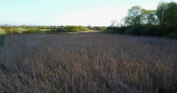 Powyżej sucha łąka wczesną wiosną — Wideo stockowe