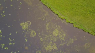 Orman nilüferler Alberta, Kanada tarafından yapılan desenleri ile gölün