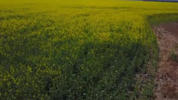 Voler au-dessus de grands champs de canola en pleine floraison en Alberta, Canada  .