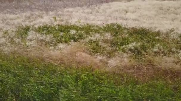 Voando Acima Dos Campos Canola Florescendo Grandes Alberta Canadá — Vídeo de Stock