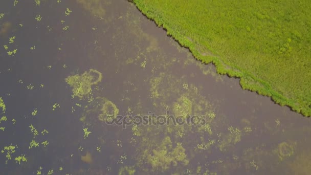 Bosque Junto Lago Con Patrones Hechos Por Nenúfares Alberta Canadá — Vídeo de stock