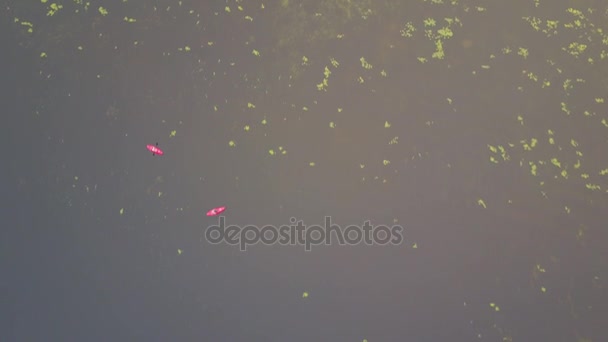 Vista Aérea Dos Kayaks Rojos Sobre Gran Lago Con Nenúfares — Vídeo de stock