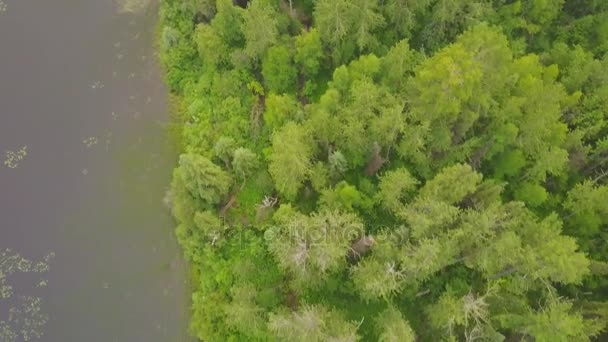 Bosque Junto Lago Con Patrones Hechos Por Nenúfares Alberta Canadá — Vídeo de stock