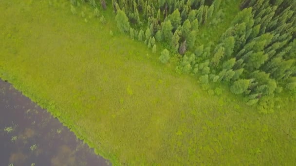 アルバータ州 カナダの睡蓮で作ったパターンと湖の森 — ストック動画