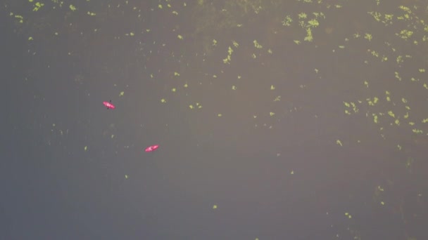 Vista Aérea Dois Caiaques Vermelhos Grande Lago Com Lírios Aquáticos — Vídeo de Stock