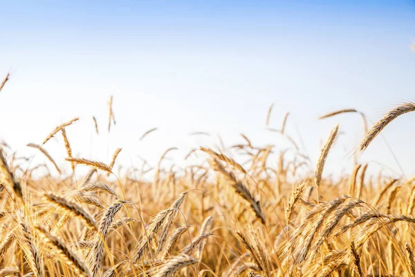 Rye dan ladang gandum siap panen. — Stok Foto