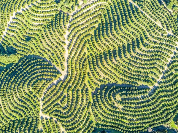 A légi felvétel a narancsfa ligetek hegyek — Stock Fotó