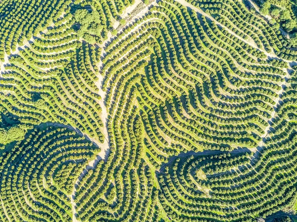A légi felvétel a narancsfa ligetek hegyek — Stock Fotó