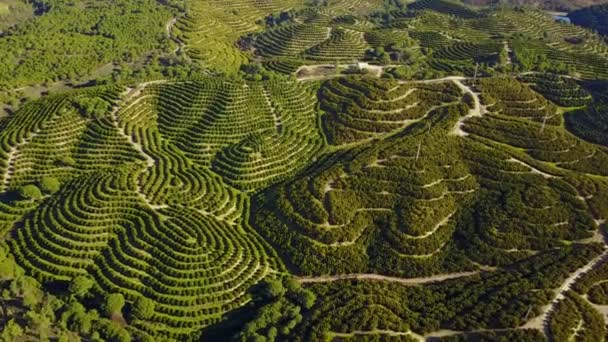 Luchtfoto Van Oranje Boom Bosjes Heuvels — Stockvideo