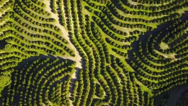 Portakal Ağacı Bahçeleri Tepelerde Havadan Görünümü — Stok video