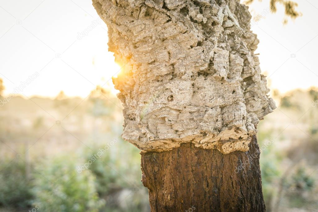 Cork oak - trunk without recently removed bark