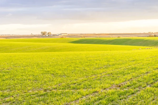 Paysage avec des champs verts frais au coucher du soleil, Portugal — Photo