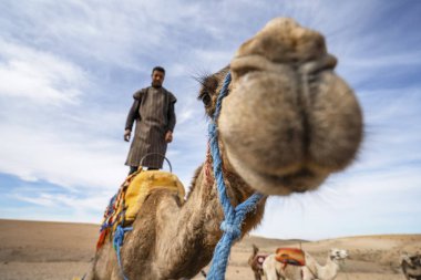 Agafay 'da hava atmak için dromedary devenin üzerinde duran bir adam.
