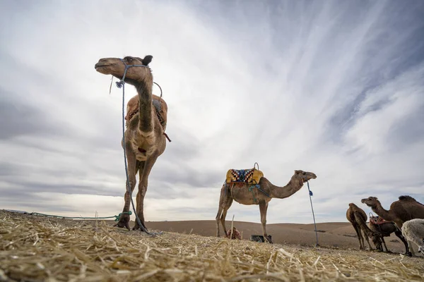 Dromedary camels on Agafay desert , Marrakech, Morocco — 스톡 사진