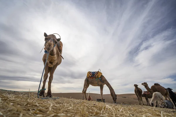 Dromadaires chameaux sur le désert d'Agafay, Marrakech, Maroc — Photo