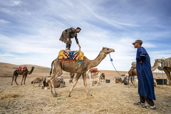 Un uomo in piedi sul suo dromedario cammello per mettersi in mostra su Agafay dese — Foto Stock