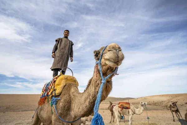 A man standing on his dromedary camel to show off on Agafay dese — 스톡 사진