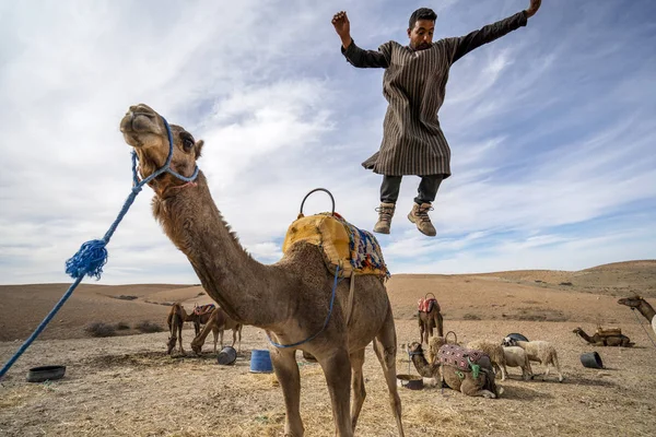 Un uomo che salta dal suo dromedario cammello per mettersi in mostra su Agafay — Foto Stock