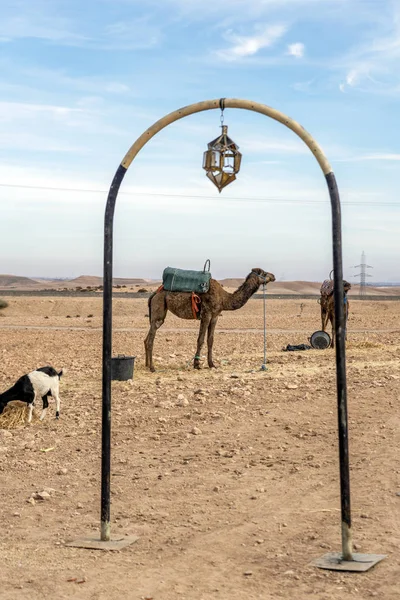 Dromedario camello en el desierto de Agafay, Marrakech, Marruecos — Foto de Stock